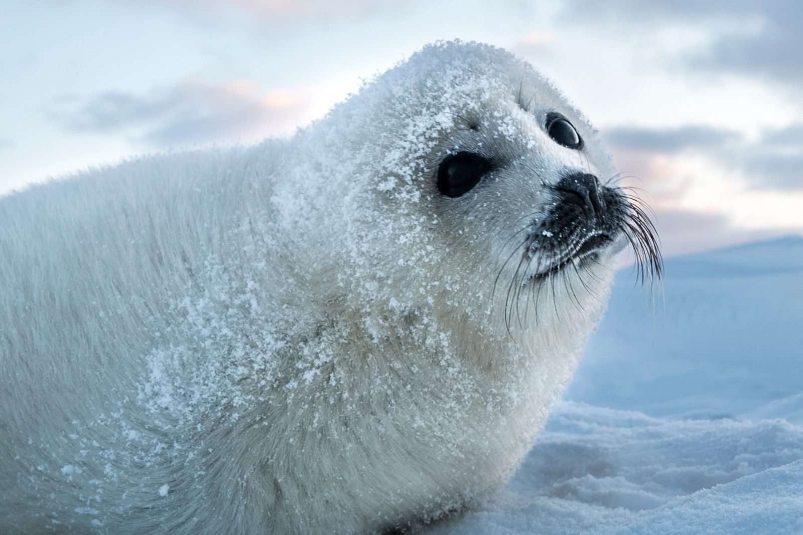 Do Seals Have Blubber