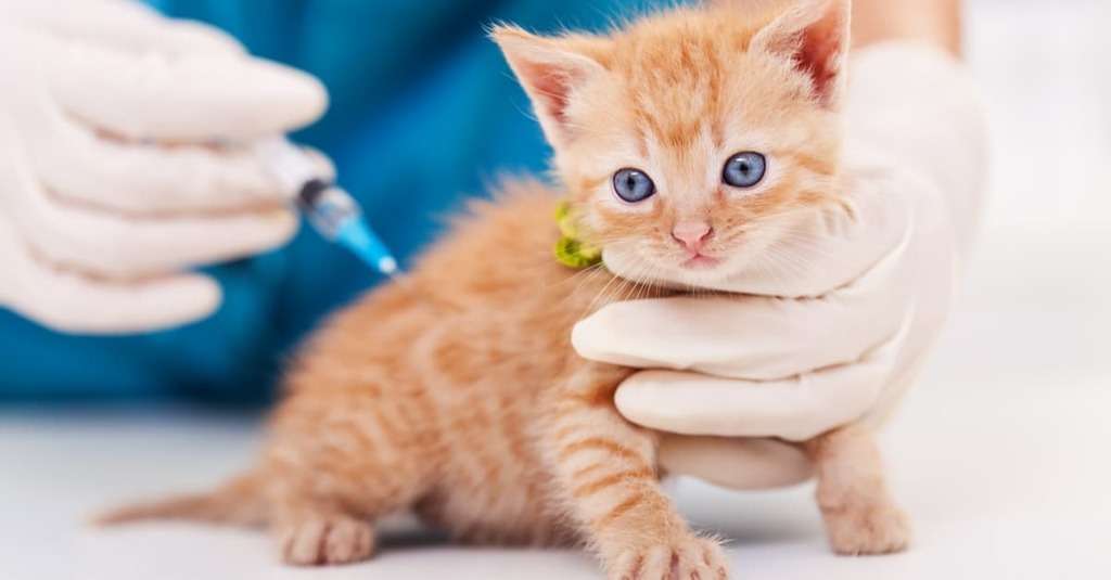 What Vaccines Do Cats Need 