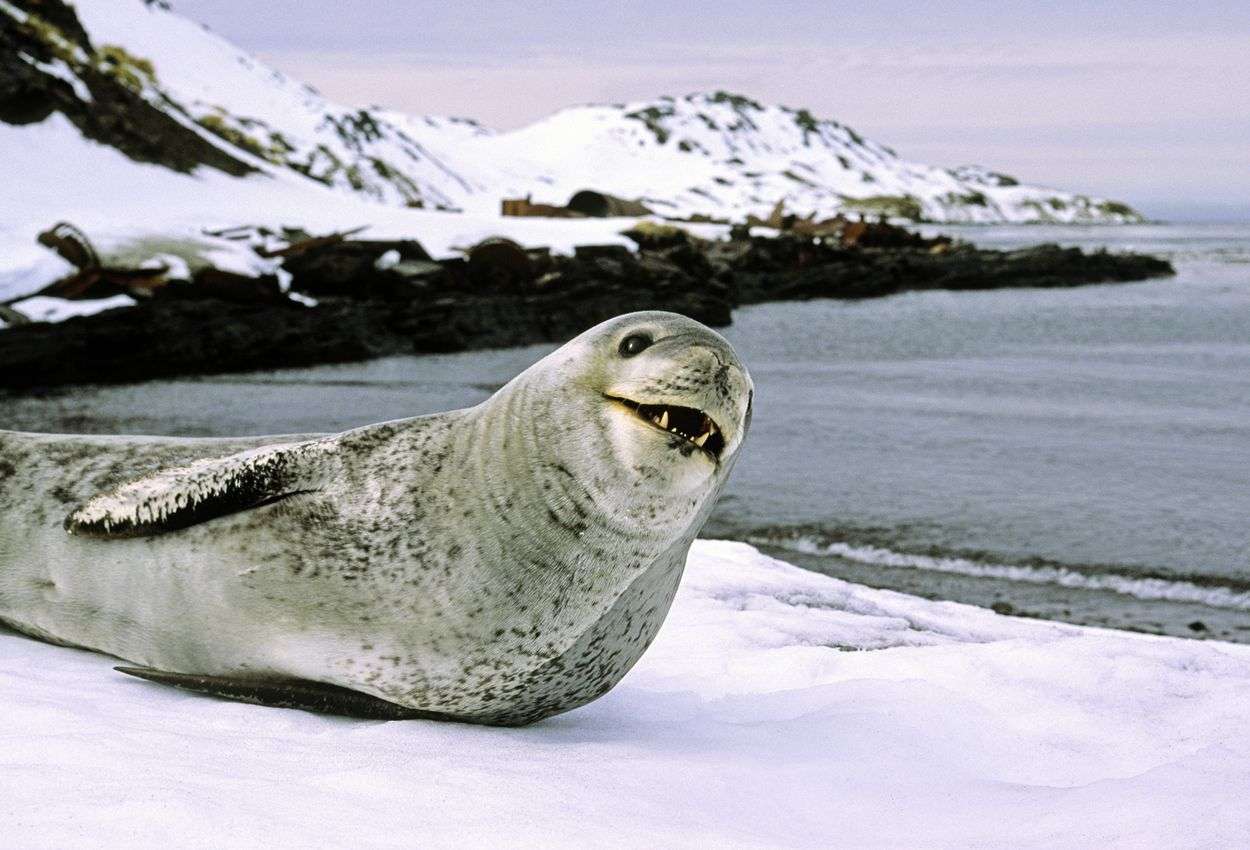 Are Seals Aggressive