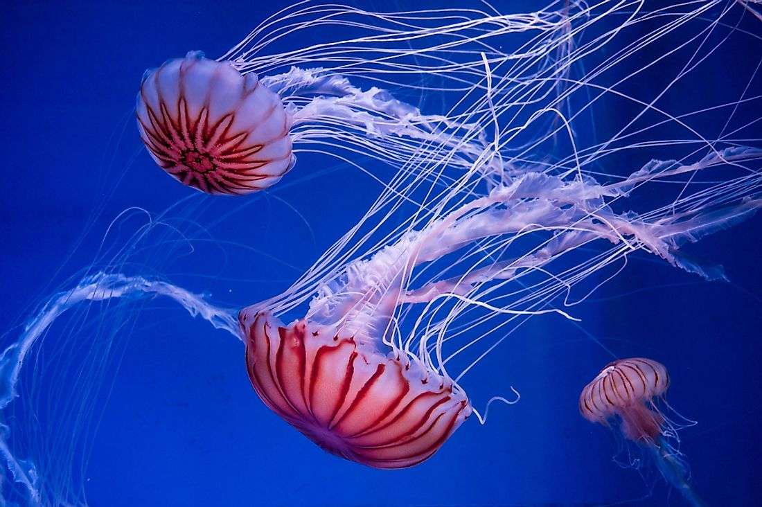 Do Jellyfish Swim In Groups