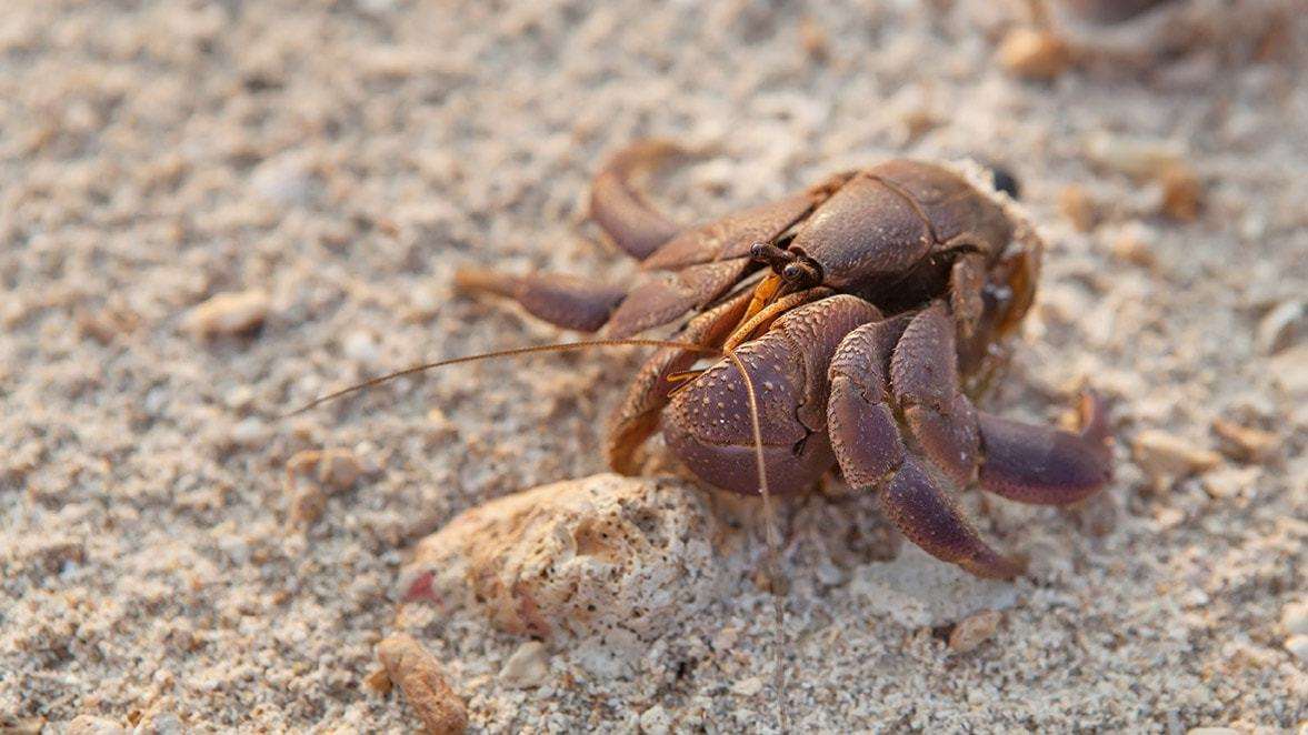 What Do Hermit Crabs Look Like Without Their Shell