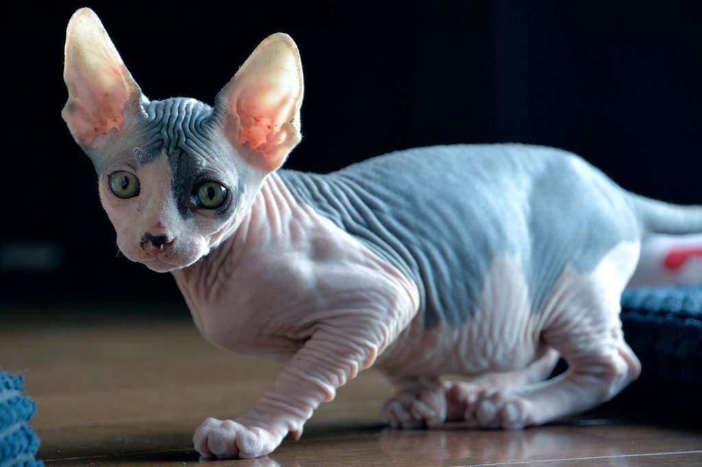 How Much Does A Sphynx Cat Cost