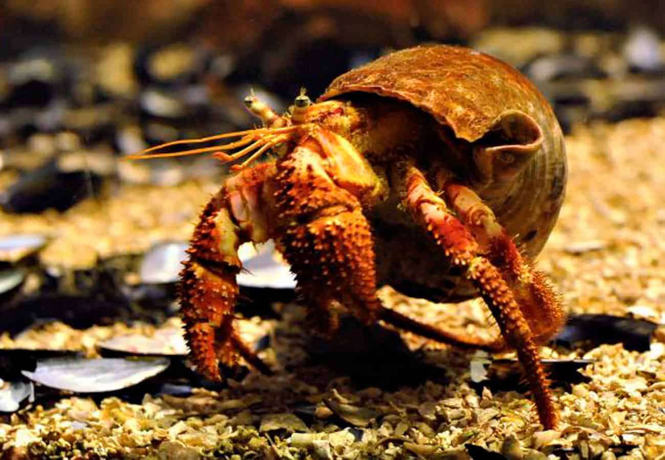 How To Give A Hermit Crab A Bath