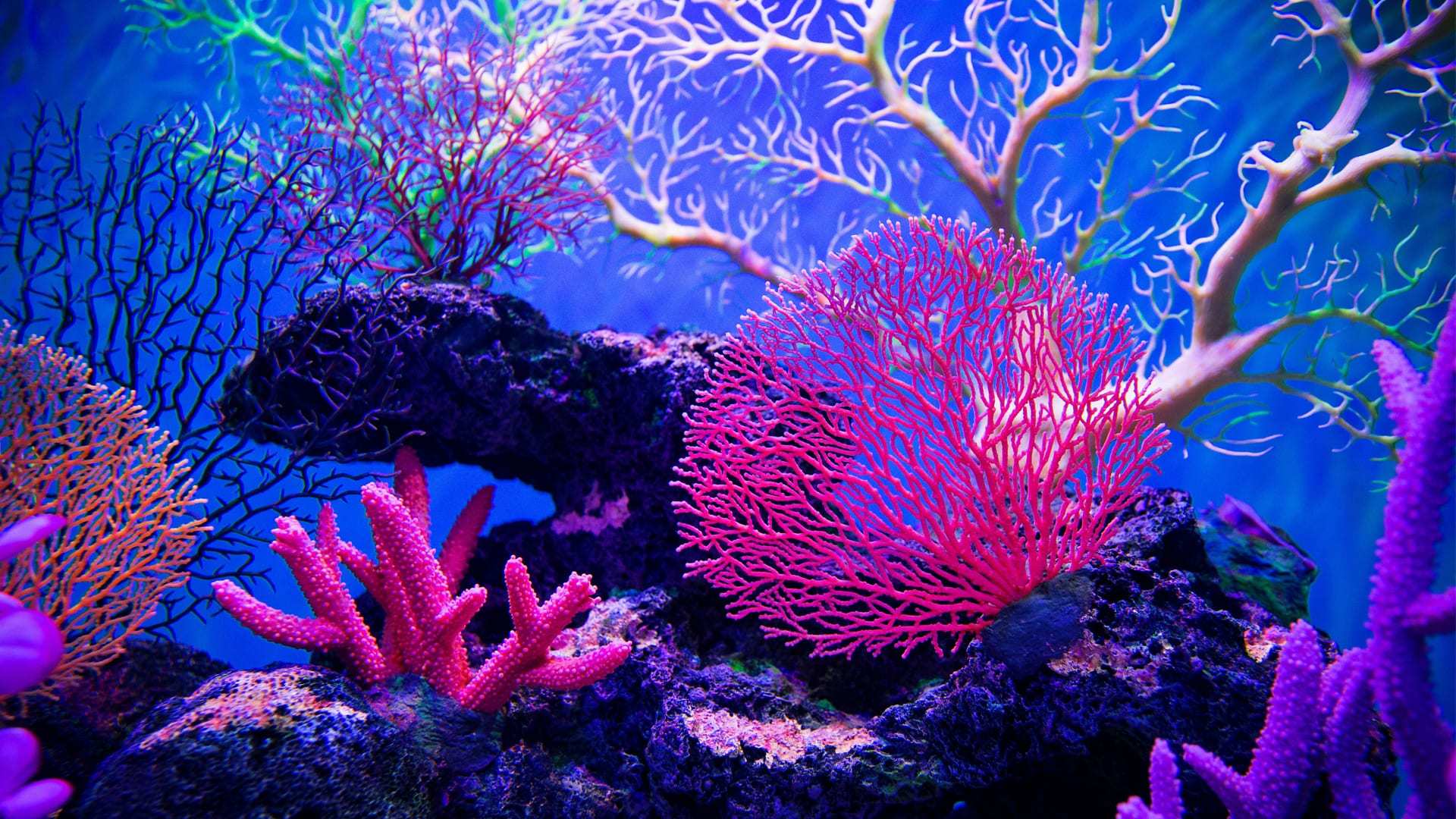 What Is Coral Cover
