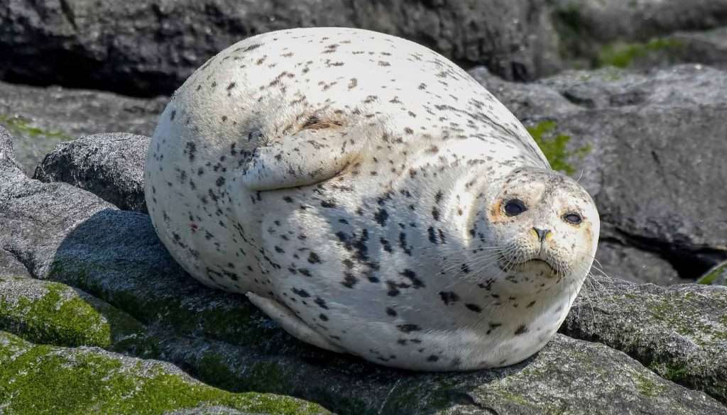 Do Seals Have Legs