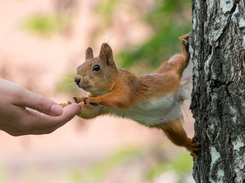 How Big Is A Squirrel
