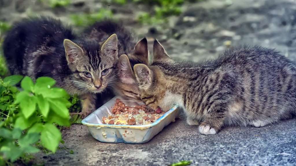 What To Feed Stray Cats 