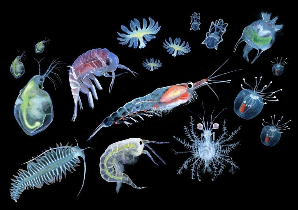Do Sea Urchins Eat Phytoplankton
