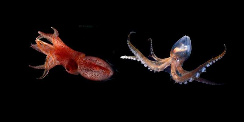 What Is The Difference Between Squid And Octopus
