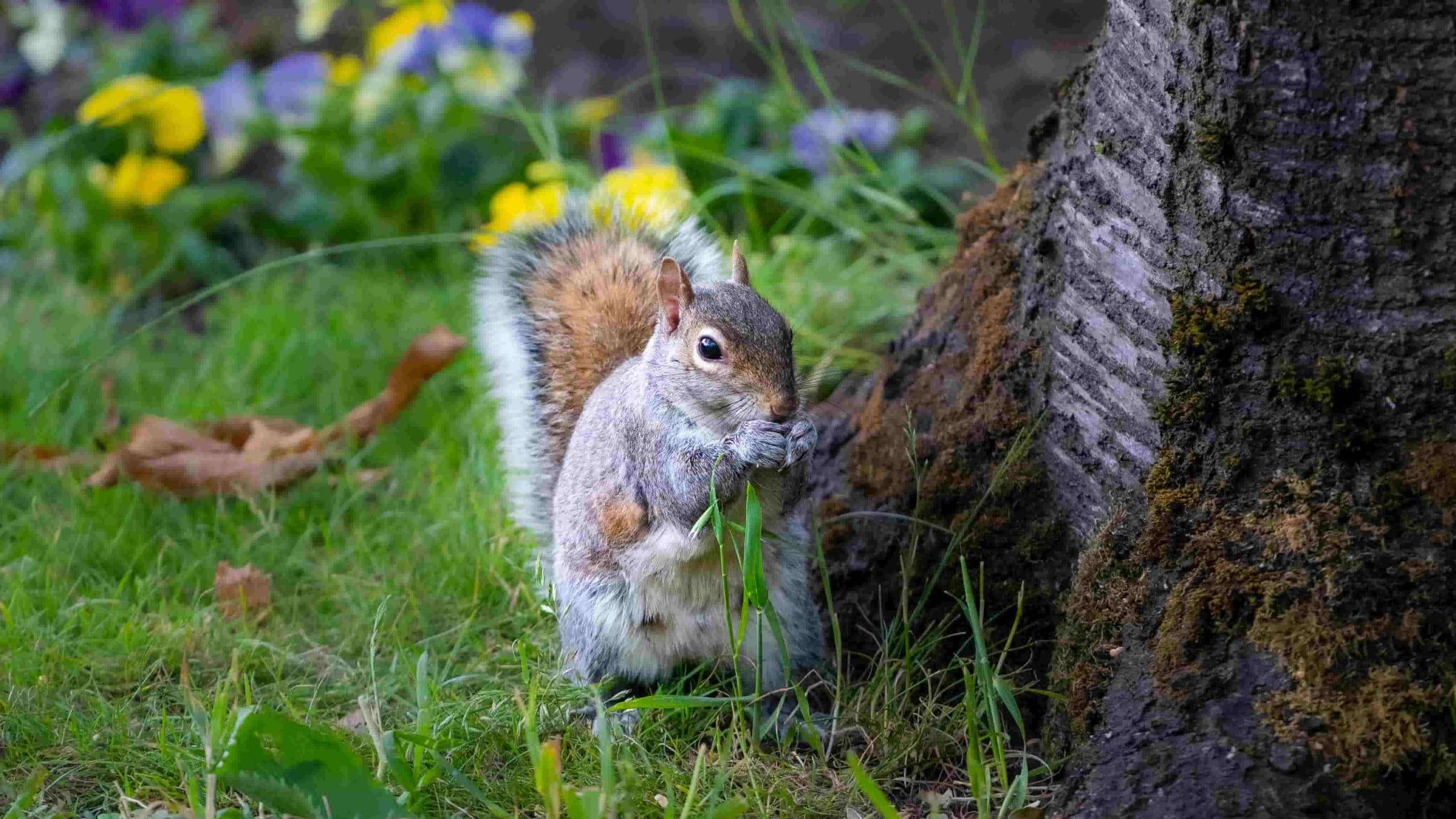 How To Keep Squirrels Away From Garden
