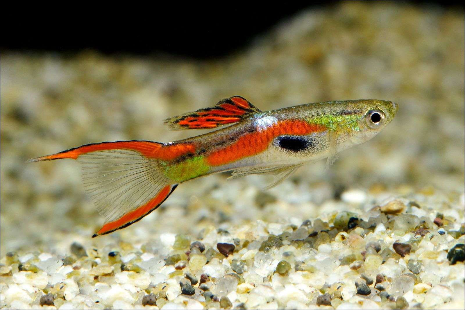 Are Guppies Tropical Fish