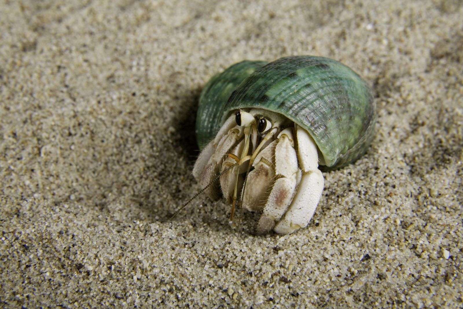 How To Get A Hermit Crab Out Of Its Shell