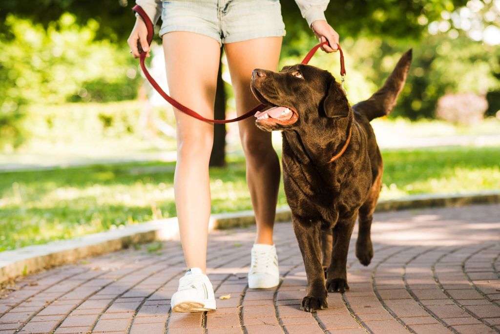 How To Train Aggressive Dog Behavior 