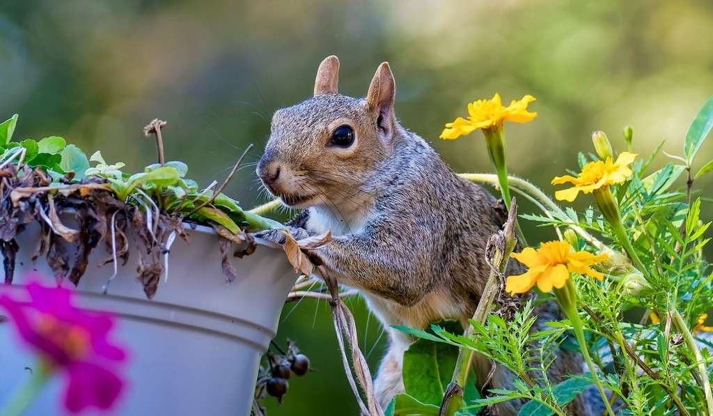 How To Keep Squirrels Out Of Flower Pots