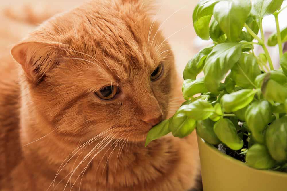 Is Basil Safe For Cats 