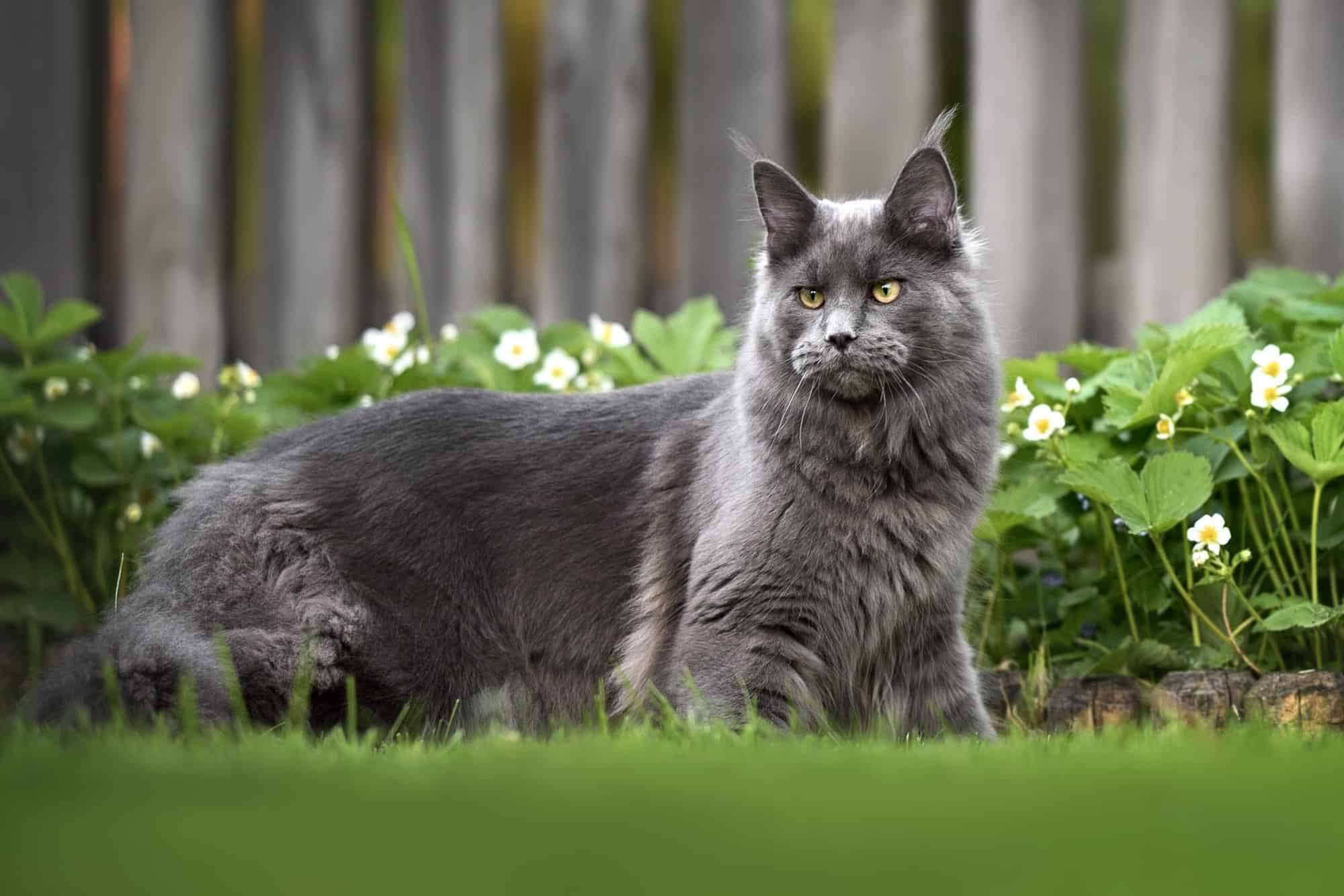 Are Maine Coons Nice