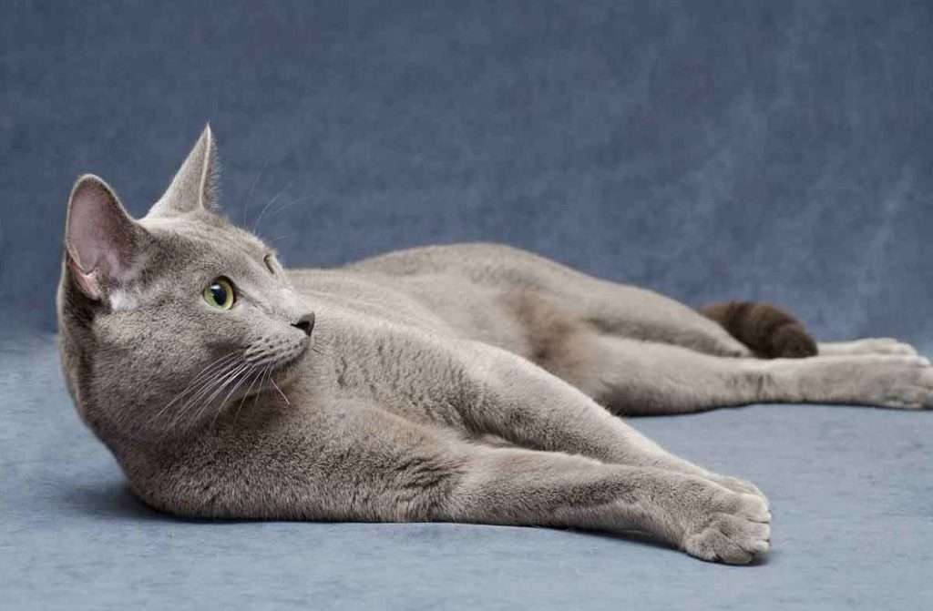 How Much Is A Russian Blue Cat