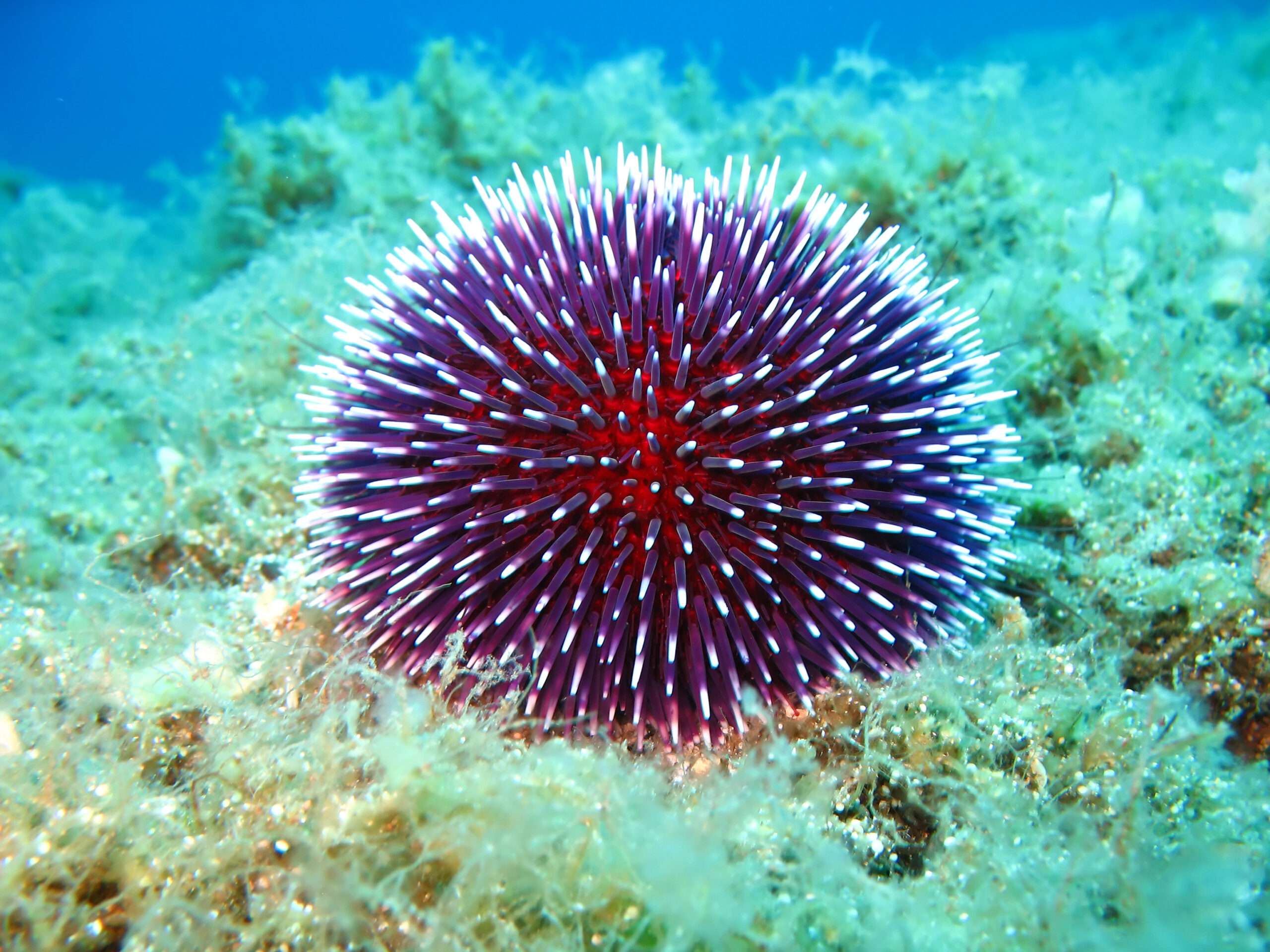 Are Sea Urchins Invasive
