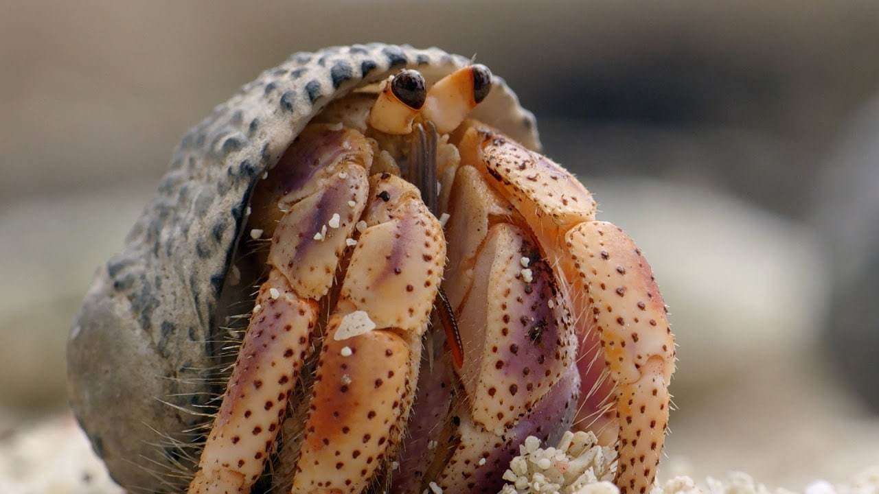 Where Do Hermit Crabs Come From