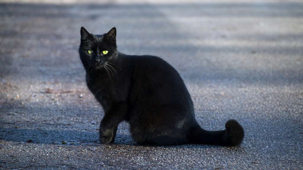 What Does A Black Cat Symbolize 