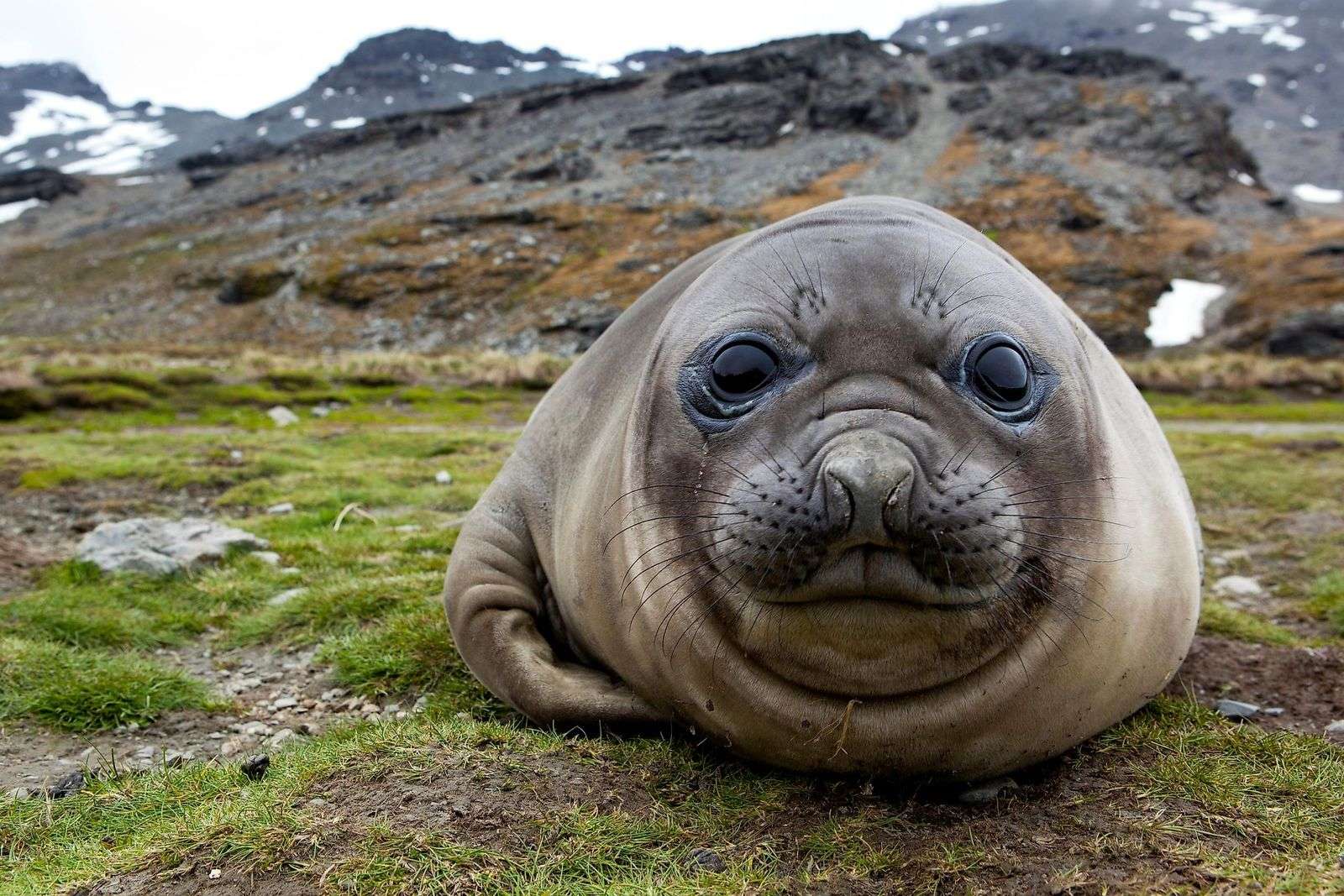 What Does A Seal Eat