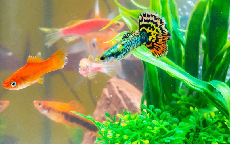 Can Neon Tetras Live With Guppies