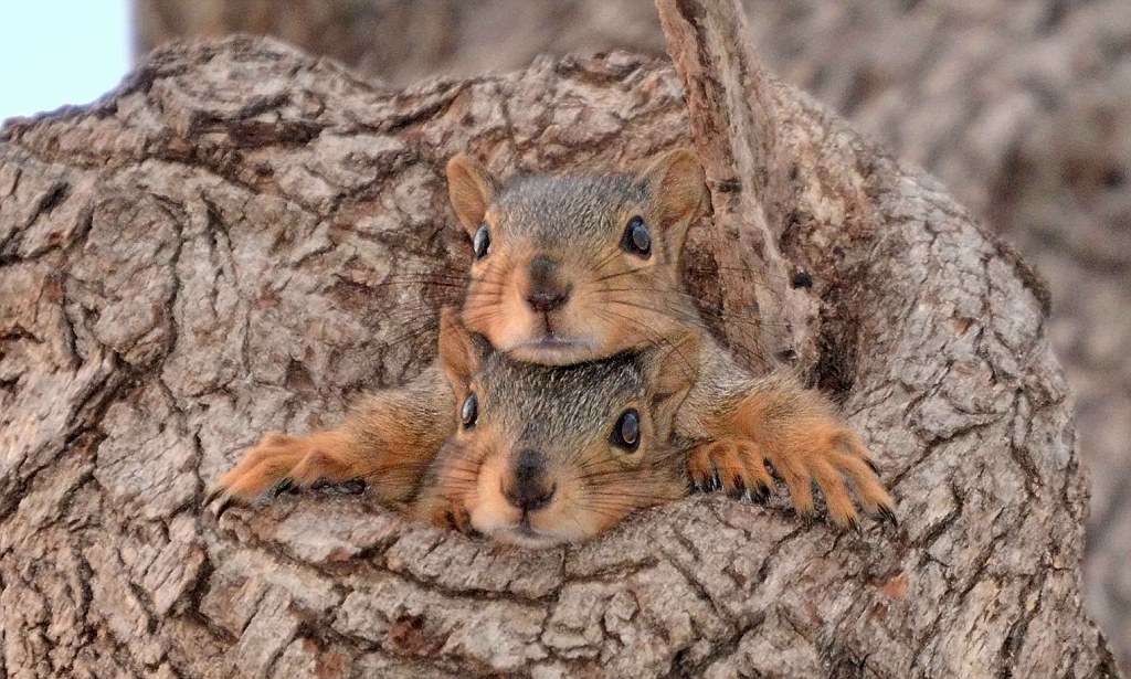 When Do Baby Squirrels Leave The Nest