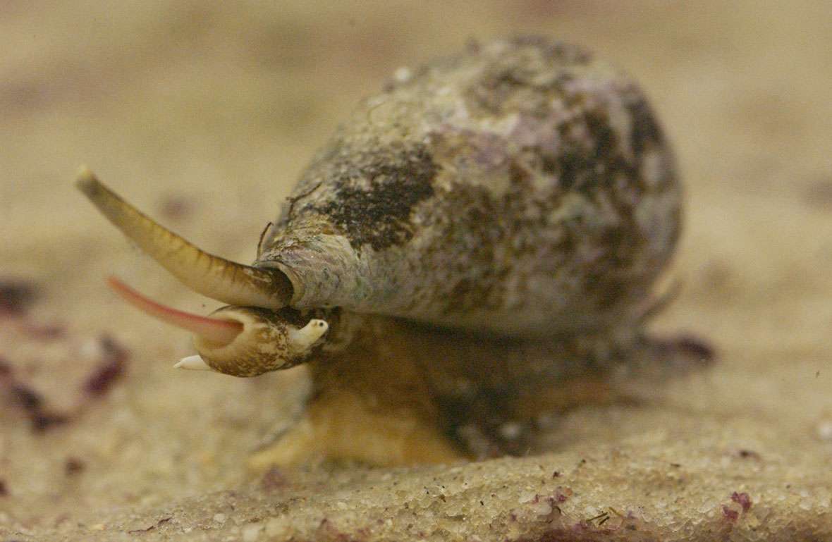 Are Sea Snails Poisonous