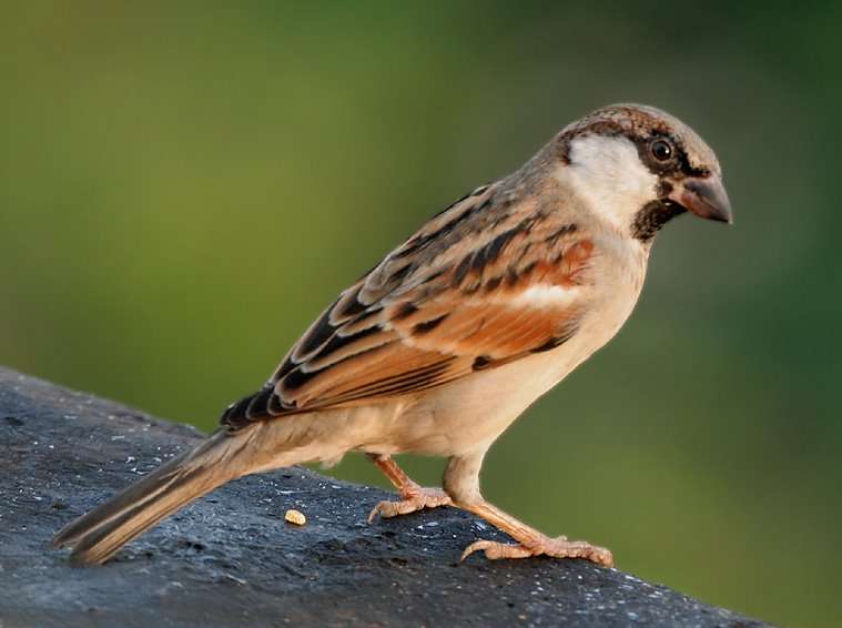 How Many Species Of Sparrows Are There