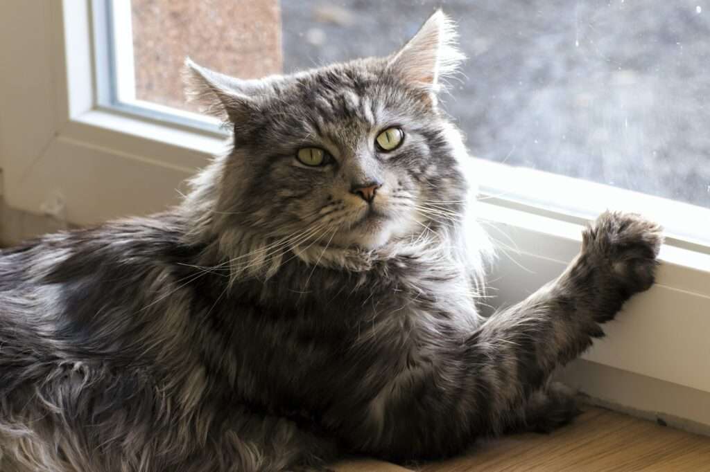 Can Maine Coons Have Short Hair