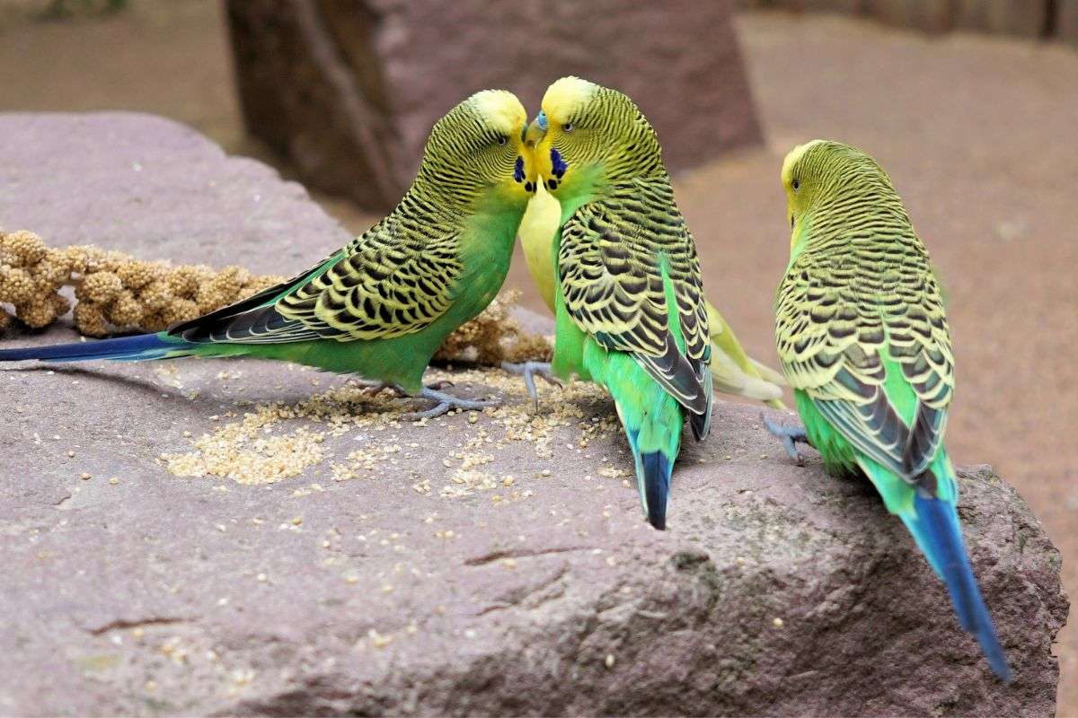 Can Parakeets Stay Outside In Summer