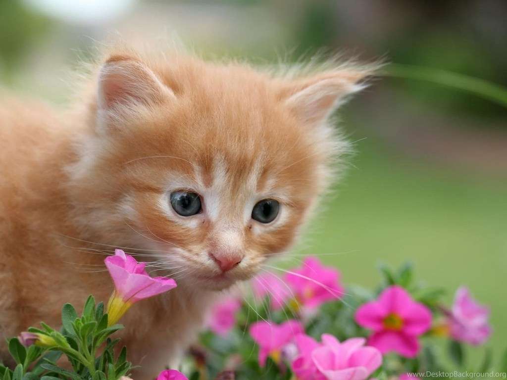 What Flowers Are Toxic To Cats 