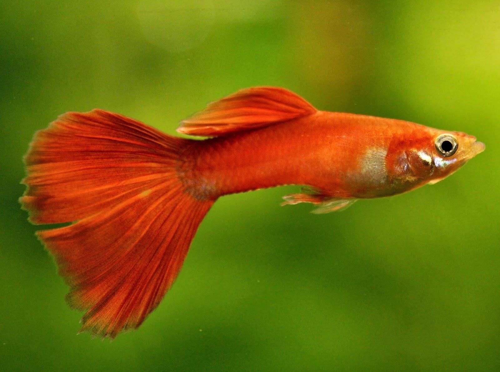 Are Guppies Tropical Fish