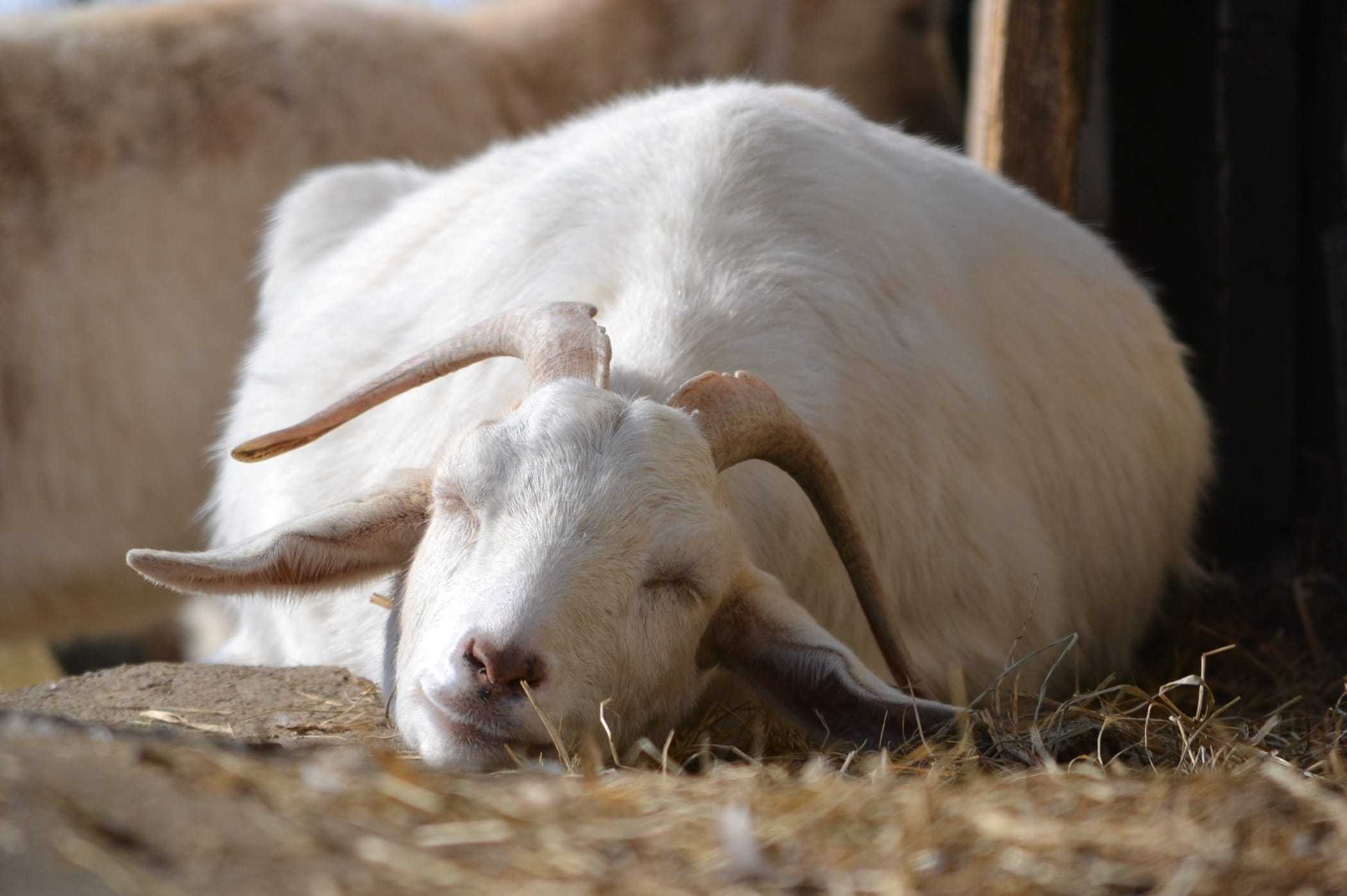 Does Goat Sleep