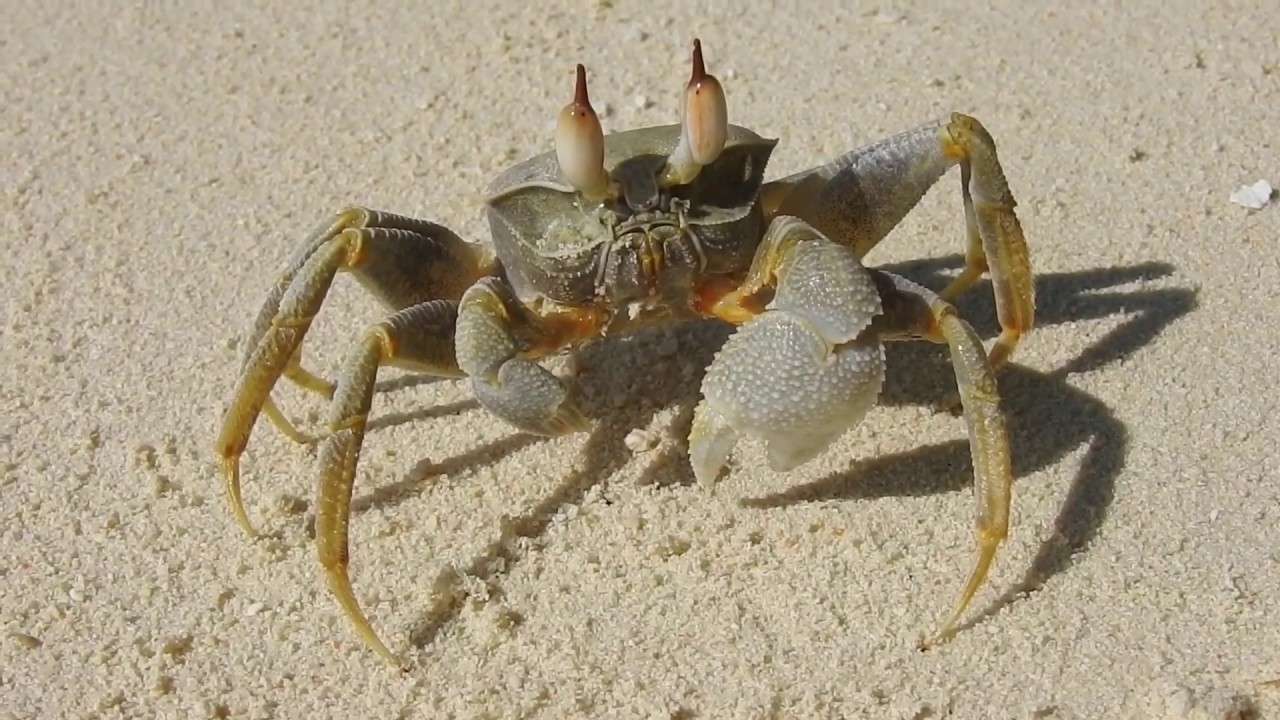 How To Find Hermit Crabs At The Beach
