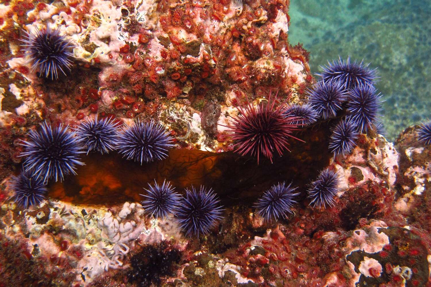 Are Sea Urchins Herbivores
