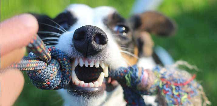 How To Fix Possessive Behavior In Dogs 