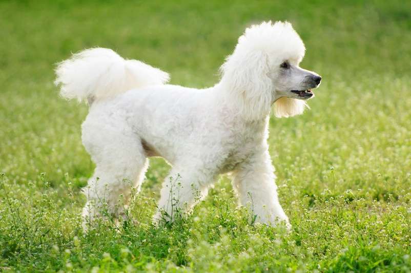 Do Poodles Shed Their Puppy Coat