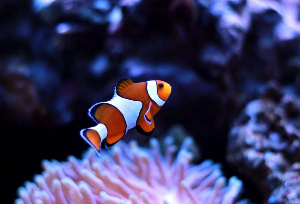 How Fast Do Clownfish Grow