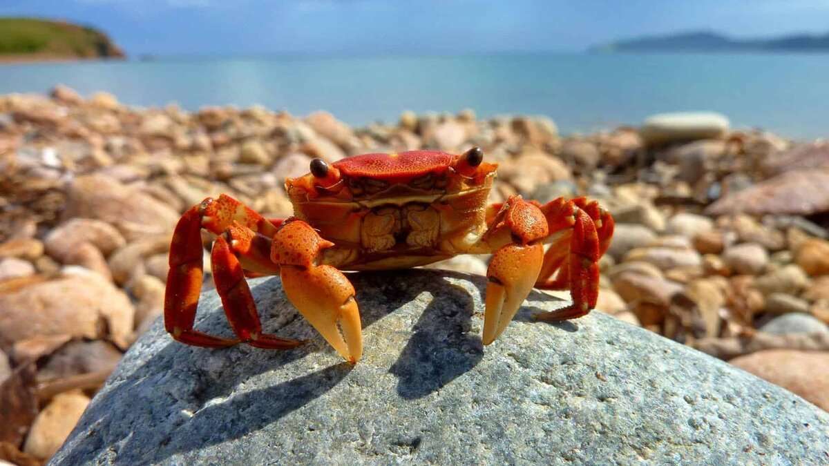 Do Crabs Regrow Legs
