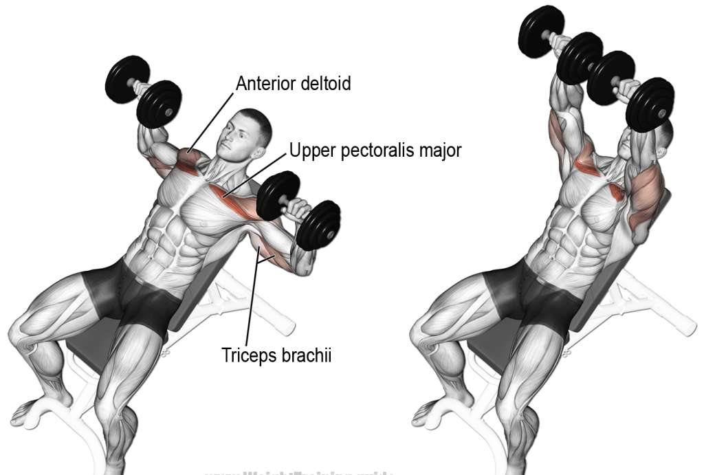How Many Chest Exercises Per Workout 