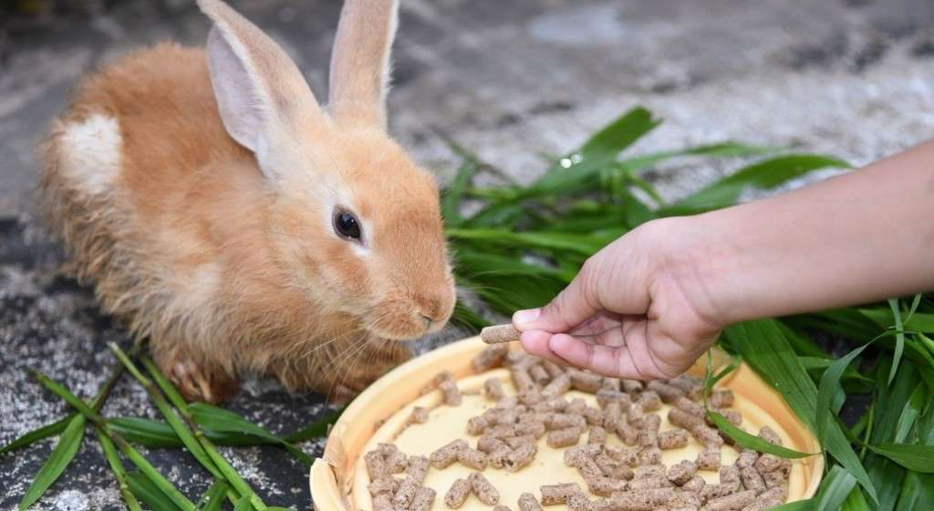 Can Rabbits Eat Cat Food 