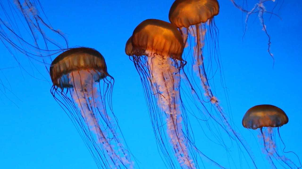 Are There Jellyfish In Florida