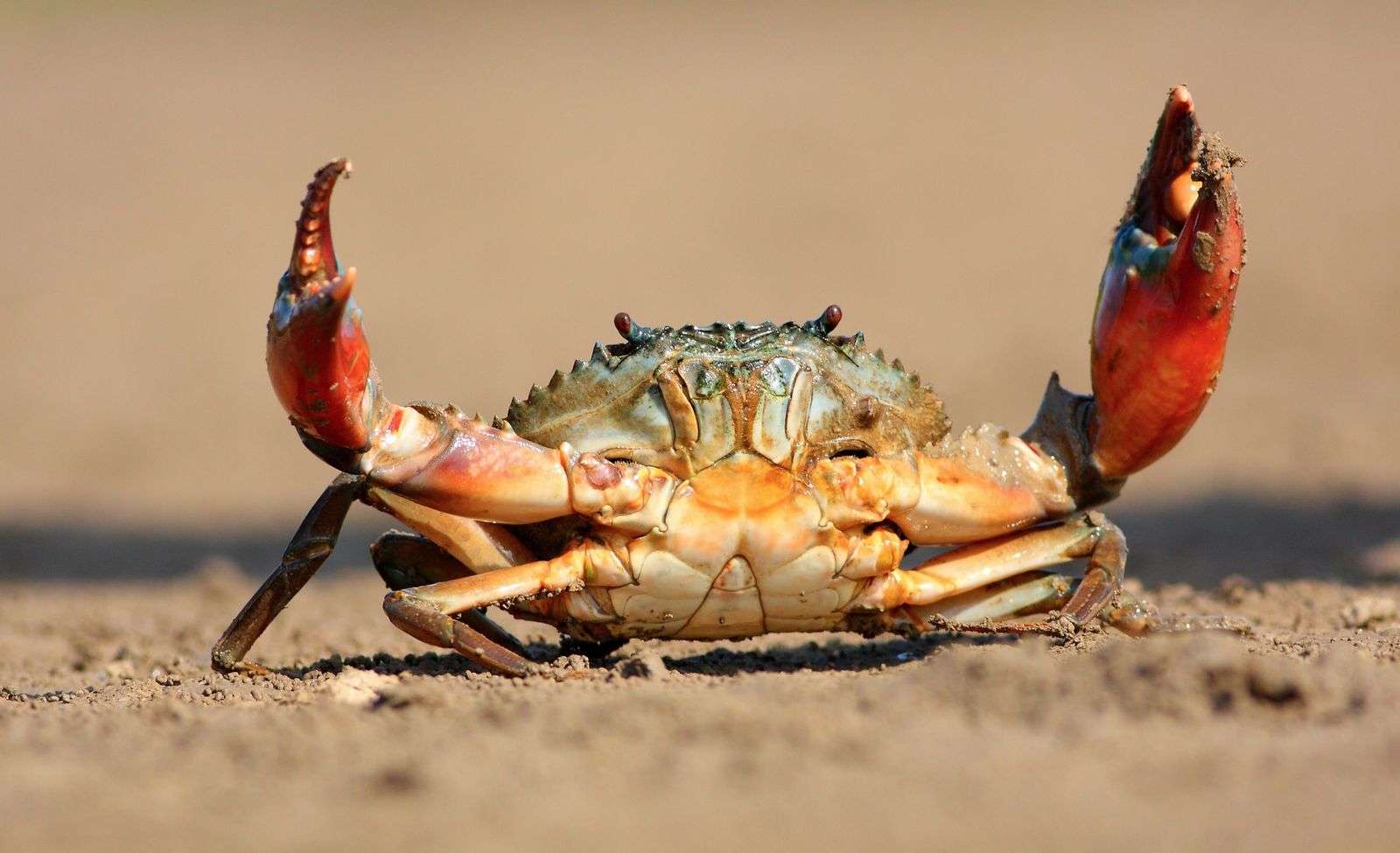Does A Crab Have A Backbone