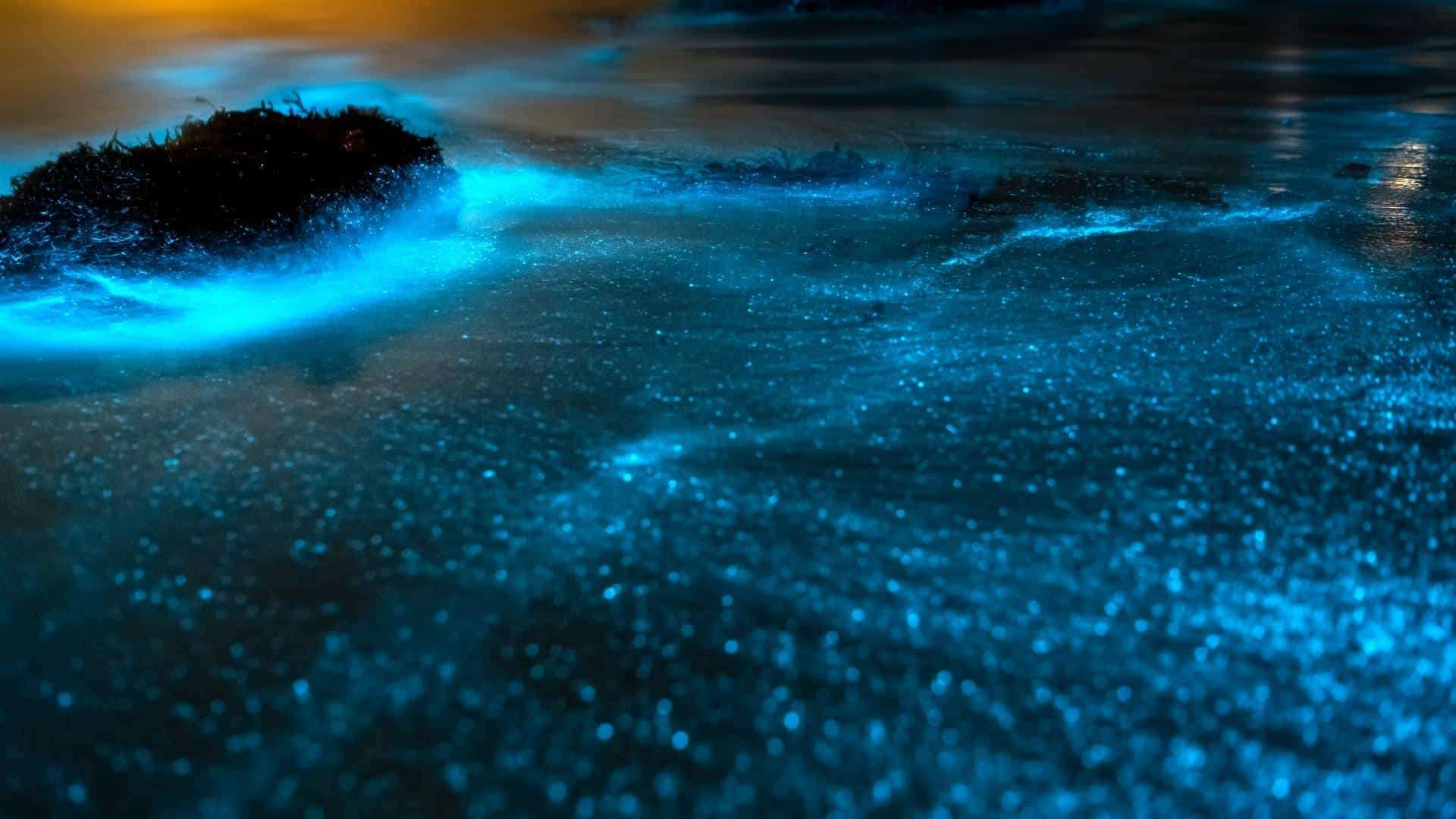 Bioluminescence in Florida