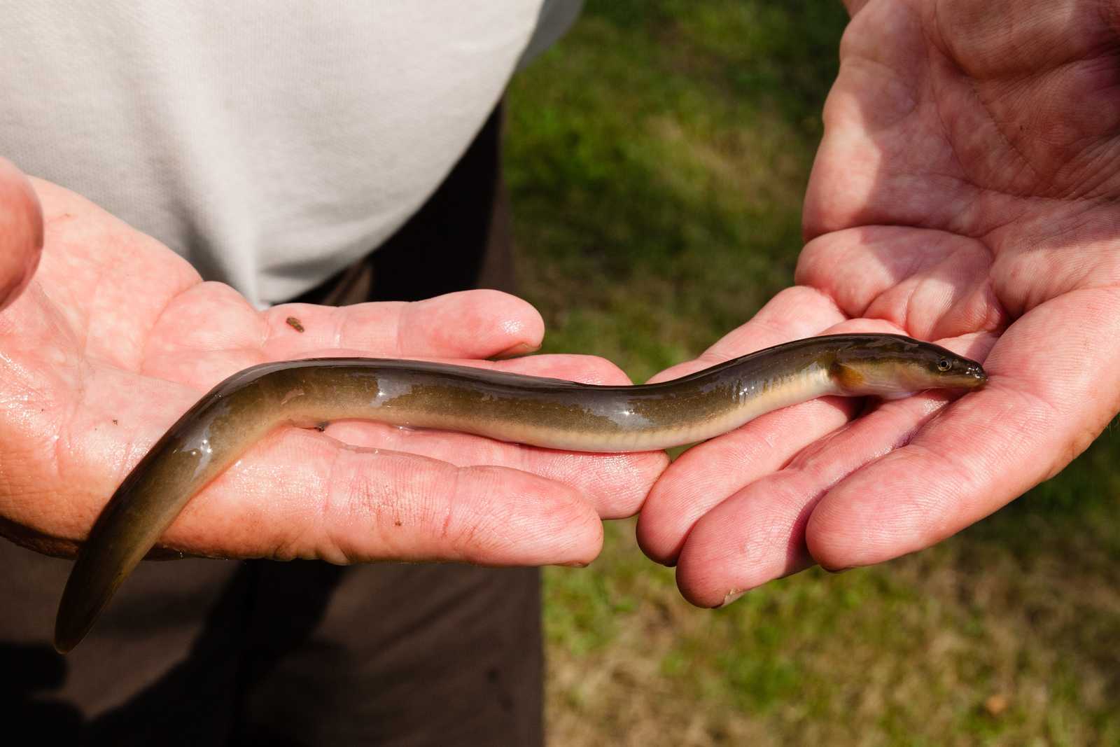 What Do Freshwater Eels Eat