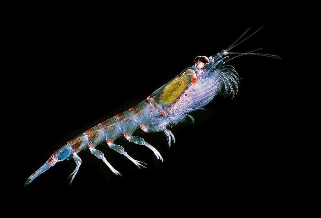 Do Krill Eat Plankton