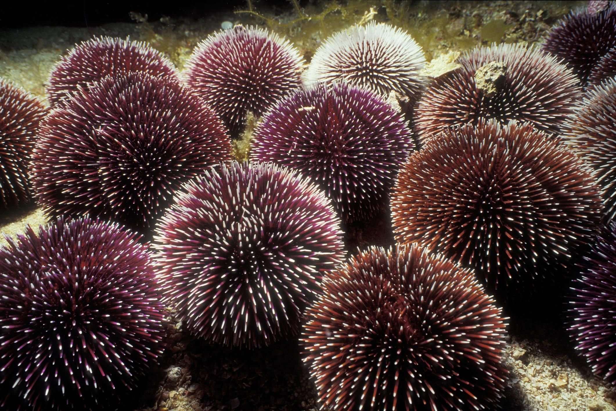 How Does Temperature Affect Sea Urchins
