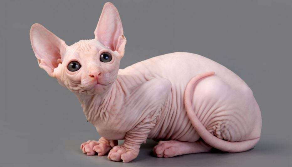 How Much Do Hairless Cats Cost 