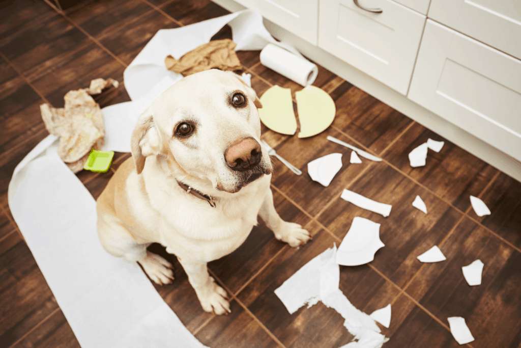 How To Correct Unwanted Dog Behavior 